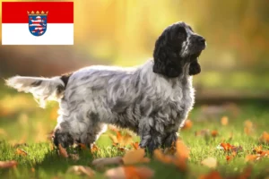 Read more about the article English Cocker Spaniel crescători și căței în Hessen