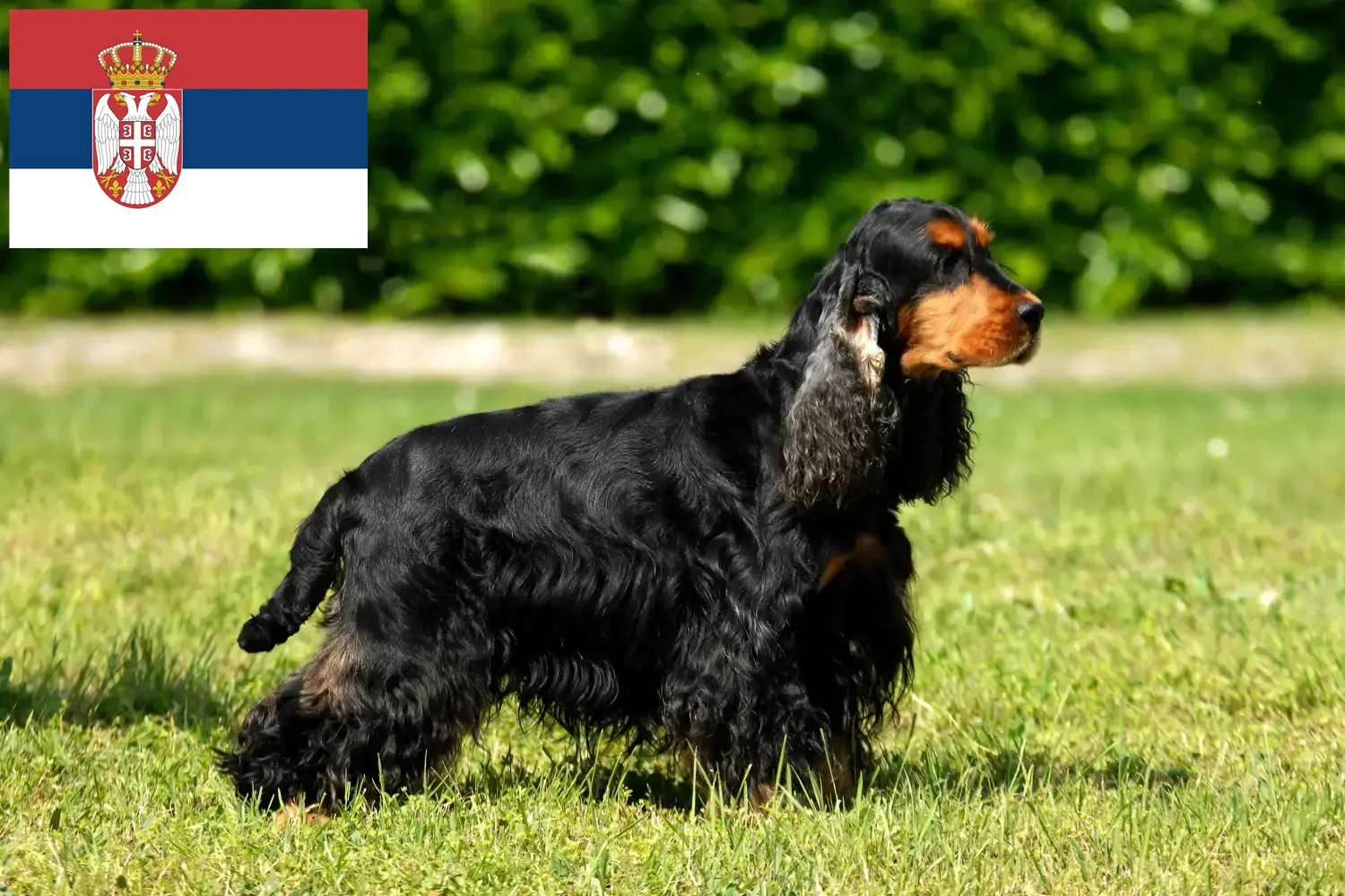 Read more about the article English Cocker Spaniel crescători și căței în Serbia