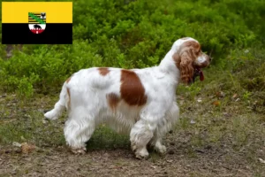 Read more about the article Crescători de Cocker Spaniel Englez și căței în Saxonia-Anhalt