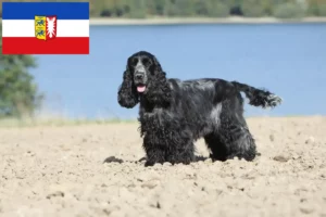 Read more about the article Crescători de Cocker Spaniel Englez și căței în Schleswig-Holstein