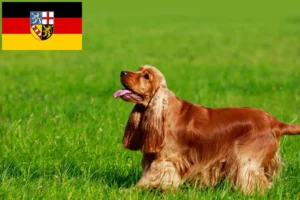 Read more about the article Crescători de Cocker Spaniel Englez și căței în Saarland