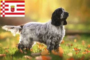 Read more about the article English Cocker Spaniel crescător și căței în Bremen