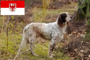 Read more about the article Crescători de Setter Englez și căței în Brandenburg