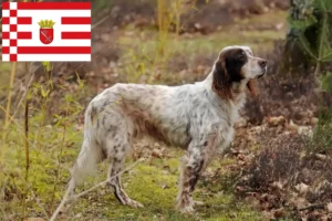Read more about the article Crescători de Setter Englez și căței în Bremen