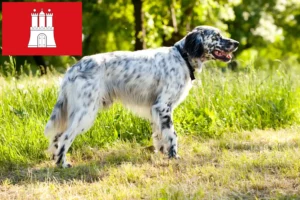 Read more about the article English Setter crescători și căței în Hamburg