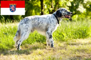 Read more about the article English Setter crescători și căței în Hessen