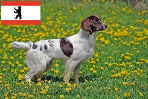 Read more about the article English Springer Spaniel crescători și căței în Berlin