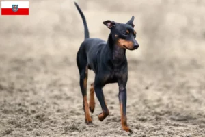 Read more about the article English Toy Terrier crescători și căței în Thuringia