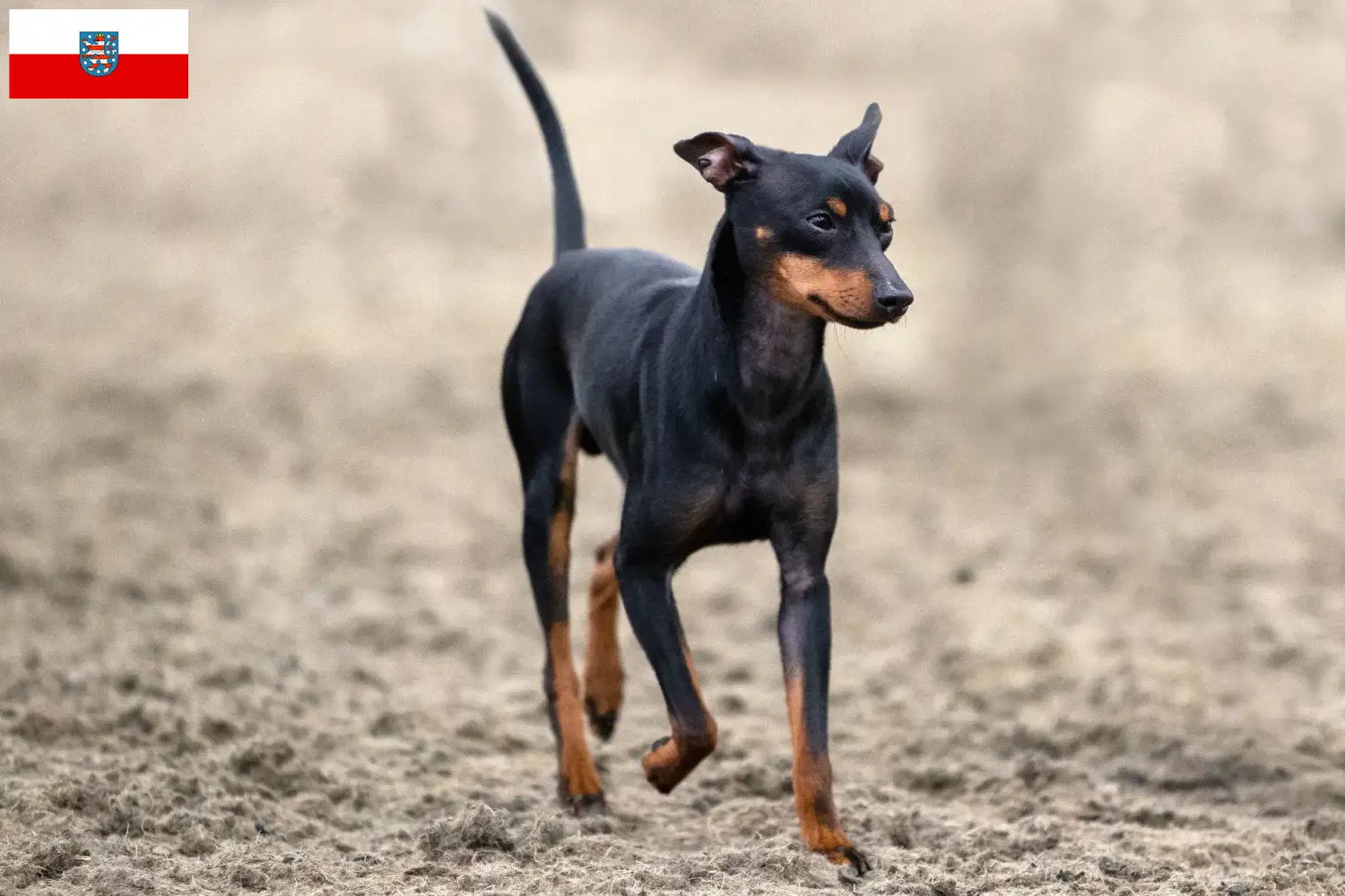 English Toy Terrier căței și crescători Thuringia Găsiți aici crescători de Toy Terrier englez din Turingia.
