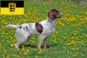 Read more about the article English Springer Spaniel crescători și căței în Baden-Württemberg