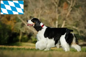 Read more about the article English Springer Spaniel crescători și căței în Bavaria