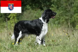 Read more about the article English Springer Spaniel crescători și căței în Hessen
