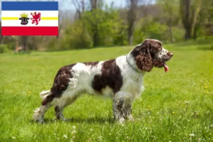Read more about the article English Springer Spaniel crescători și căței în Mecklenburg-Vorpommern