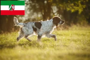 Read more about the article English Springer Spaniel crescători și căței în Renania de Nord-Westfalia