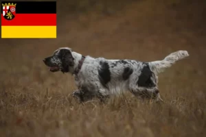 Read more about the article English Springer Spaniel crescători și căței în Renania-Palatinat