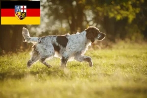 Read more about the article English Springer Spaniel crescători și căței în Saarland