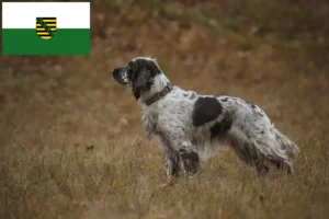 Read more about the article English Springer Spaniel crescători și căței în Saxonia