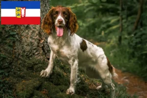Read more about the article English Springer Spaniel crescători și căței în Schleswig-Holstein