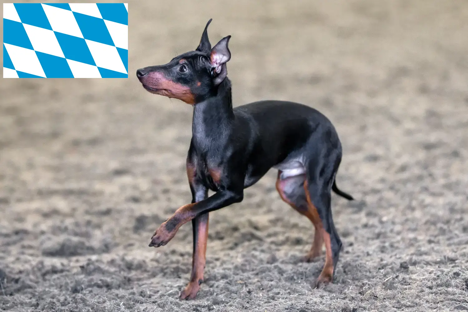 English Toy Terrier căței și crescători Bavaria Găsiți aici crescători de Toy Terrier englez în Bavaria.