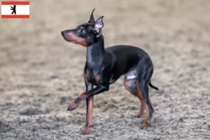 Read more about the article English Toy Terrier crescători și căței în Berlin