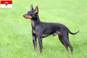 Read more about the article English Toy Terrier crescători și căței în Brandenburg