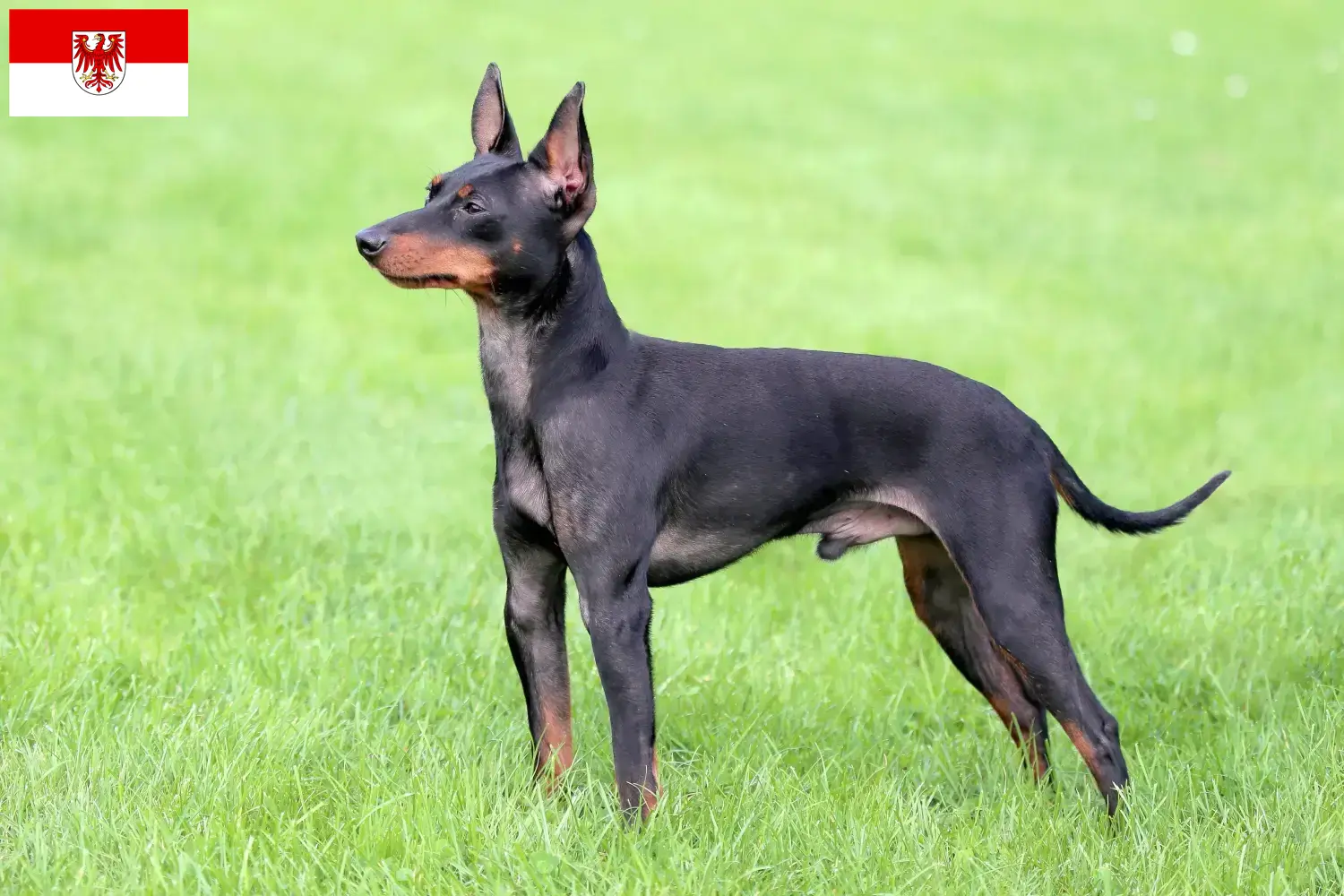 English Toy Terrier căței și crescători Brandenburg Găsiți aici crescători de Terrier Toy Englez în Brandenburg.