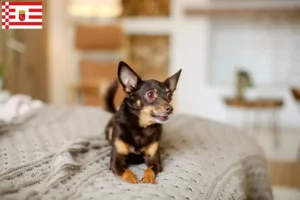 Read more about the article English Toy Terrier crescători și căței în Bremen