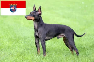 Read more about the article English Toy Terrier crescători și căței în Hessen