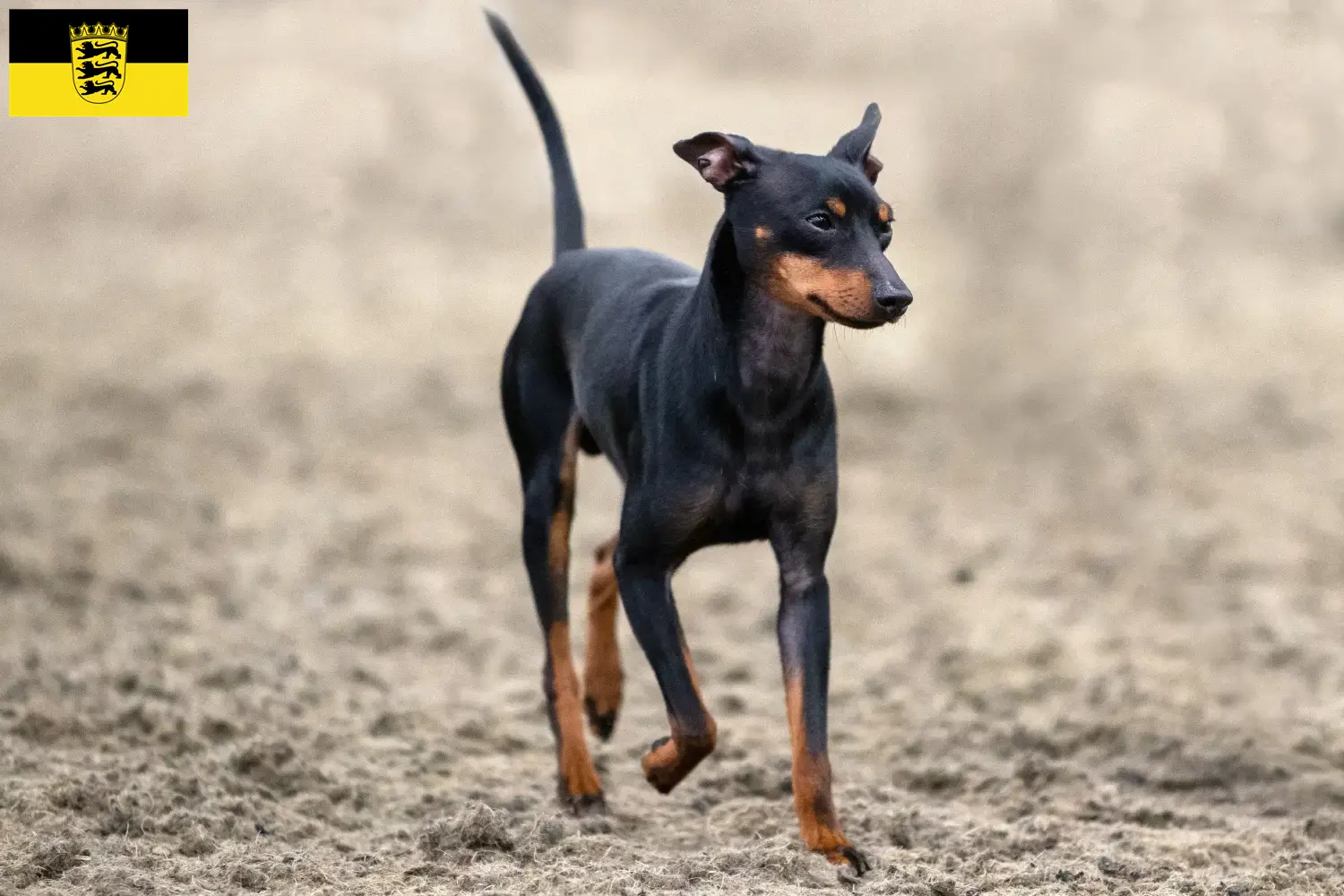 English Toy Terrier căței și crescători Baden-Württemberg Găsiți aici crescători de Toy Terrier englez în Baden-Württemberg.