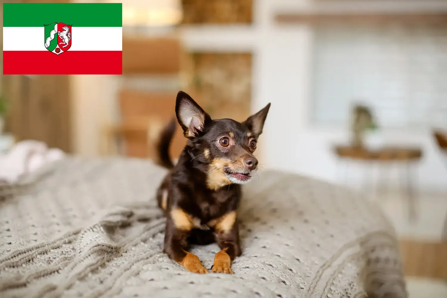 English Toy Terrier căței și crescători Renania de Nord-Westfalia Găsiți aici crescători de Toy Terrier englez în Renania de Nord-Westfalia.