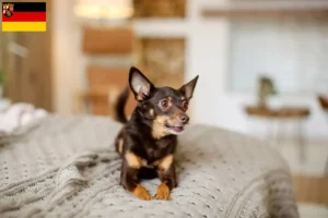 Read more about the article English Toy Terrier crescători și căței în Rhineland-Palatinate