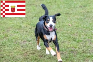 Read more about the article Entlebucher Mountain Dog Breeder și cățeluși în Bremen