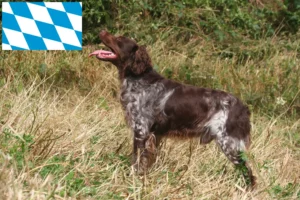 Read more about the article Epagneul Breton crescători și căței în Bavaria