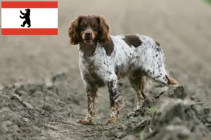 Read more about the article Epagneul Breton crescători și căței în Berlin
