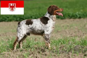 Read more about the article Epagneul Breton crescători și căței în Brandenburg
