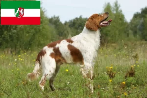 Read more about the article Epagneul Breton crescători și căței în Renania de Nord-Westfalia