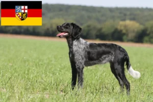 Read more about the article Epagneul Breton crescători și căței în Saarland