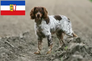 Read more about the article Epagneul Breton crescători și căței în Schleswig-Holstein