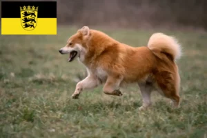 Read more about the article Eurasier crescători și căței în Baden-Württemberg