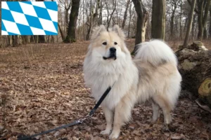 Read more about the article Eurasier crescători și căței în Bavaria