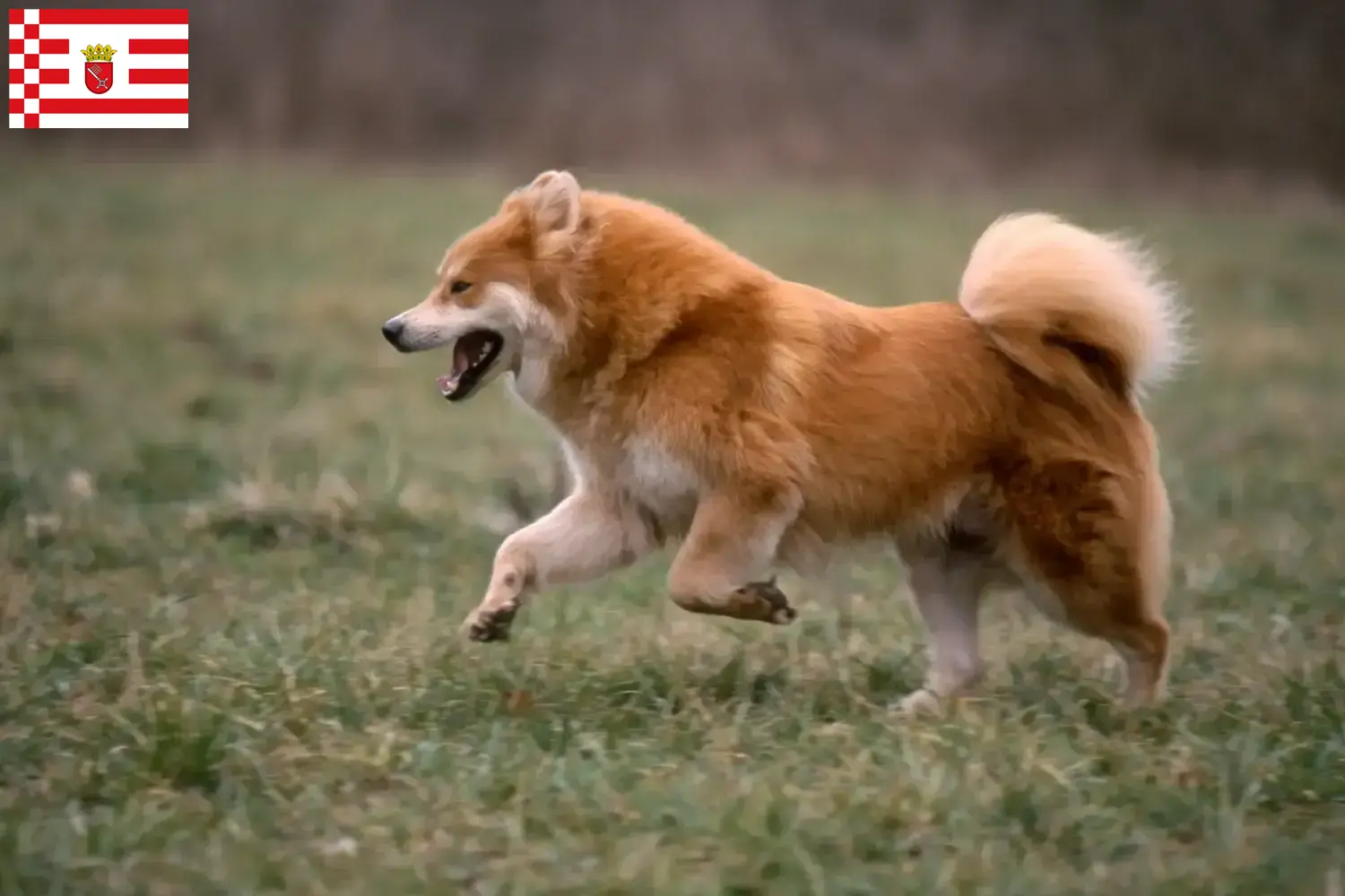 Eurasier căței și crescători Bremen Găsiți crescători de Eurasier în Bremen aici.