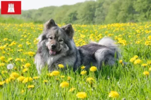 Read more about the article Eurasier crescător și căței în Hamburg