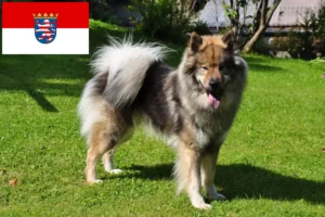 Read more about the article Eurasier crescători și căței în Hessen