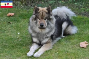 Read more about the article Eurasier crescători și căței în Mecklenburg-Vorpommern