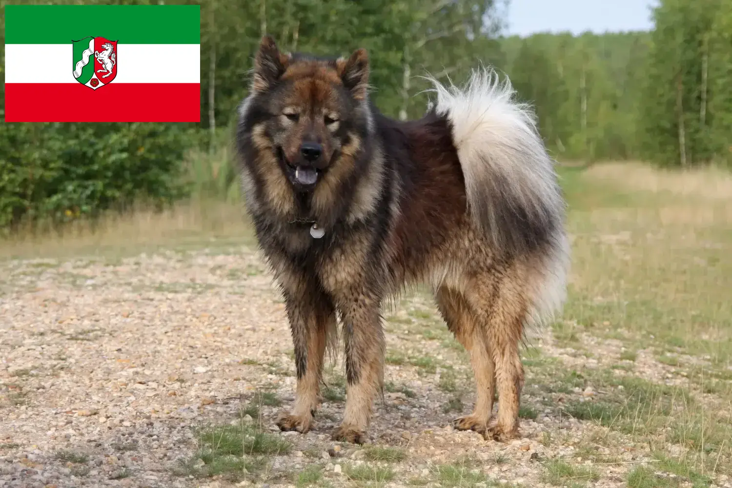 Read more about the article Eurasier crescători și căței în Renania de Nord-Westfalia