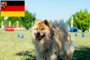 Read more about the article Eurasier crescători și căței în Renania-Palatinat