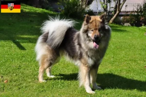Read more about the article Eurasier crescători și căței în Saarland