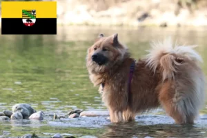 Read more about the article Eurasier crescători și căței în Saxonia-Anhalt