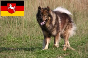 Read more about the article Eurasier crescători și căței în Saxonia Inferioară