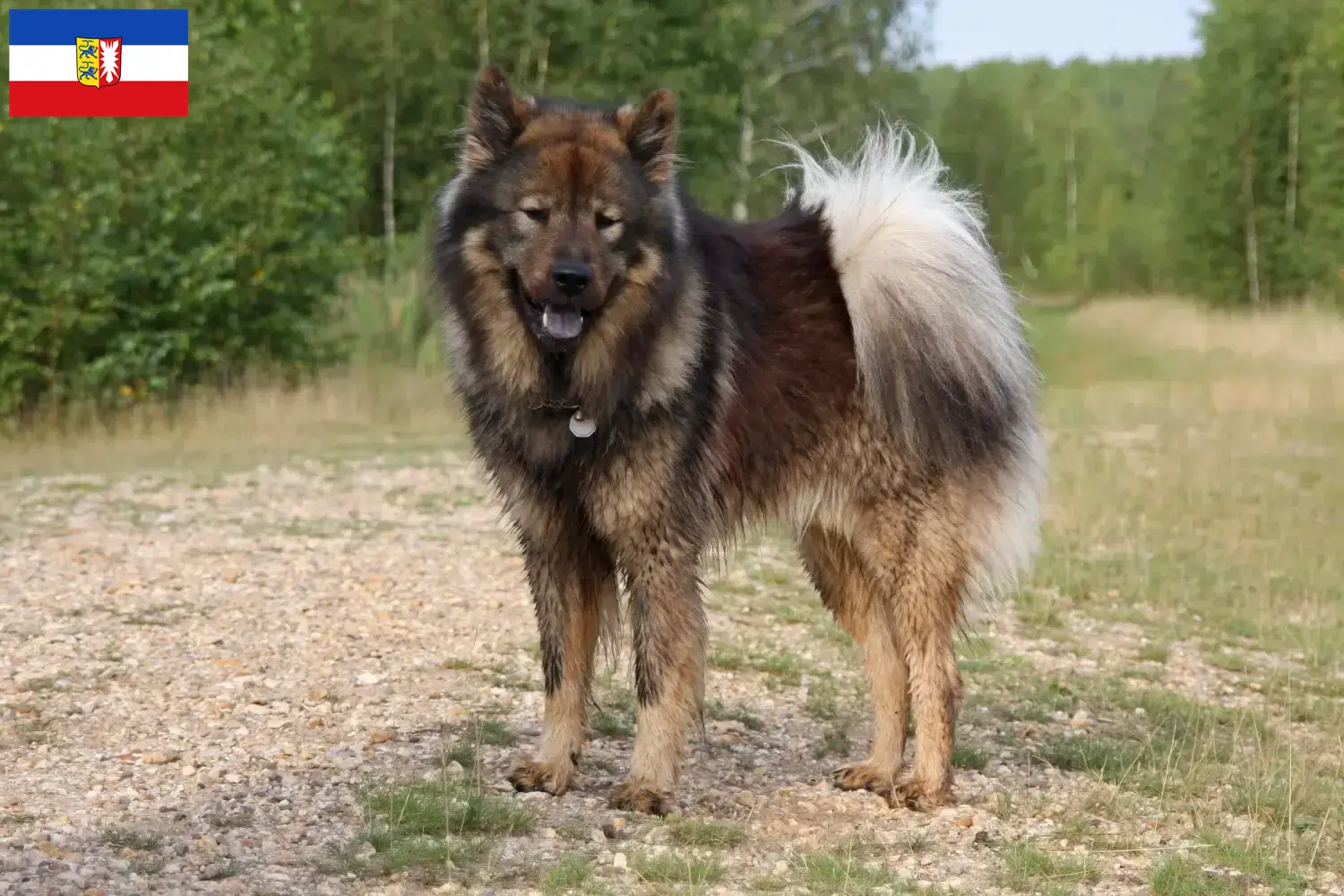 Read more about the article Eurasier crescători și căței în Schleswig-Holstein